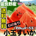 【送料無料】【訳あり】【北海道富良野産】小玉すいか約8kg(4〜5玉前後)(発送:7月下旬前後頃〜8月下旬前後頃までに順次)(スイカ)(冷蔵)【smtb-td】 ランキングお取り寄せ