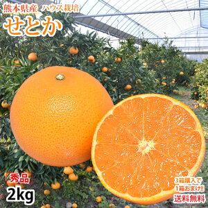 Ƃ ݂  nEX͔| Gi 2kg 3w1܂ 󏭕i F{Y   AR[ }[Rbg t[c