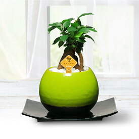 送料無料 幸福をもたらす 精霊が住む木 ガジュマル3号 緑色 丸型 陶器鉢