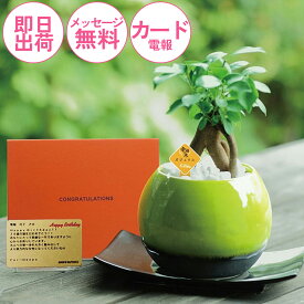 おしゃれな観葉植物の電報「幸運の木」 ガジュマル 　結婚式 祝電 結婚祝い 誕生日 お祝い ギフト 卒業式 入学式 合格 開店 昇進 就任 出産祝い あす楽【ガジュマルグリーン　メッセージ】