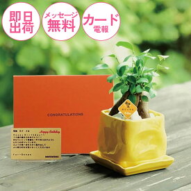 おしゃれな観葉植物の電報「幸せを呼ぶ木」ガジュマル　結婚式 結婚祝い 祝電 誕生日 お祝い 卒業式 入学式 合格 開店 昇進 就任 出産祝い あす楽【ガジュマルイエロー　メッセージ】