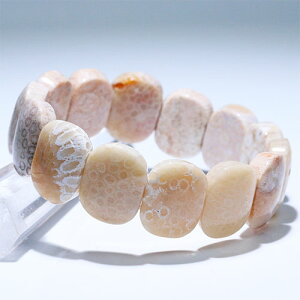 kK2001-2l킢 tHbVR[ oO uXbg ΎX Fossil coral