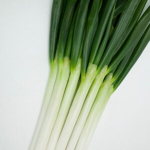 大容量 営利種 カネコ交配 一翆太(いっすいふと) ねぎ 20ml カネコ種苗 野菜種子 野菜 種 野菜 種子 野菜の種 野菜 ネギ 種 野菜 ネギ 種子 葱 種 葱 種子