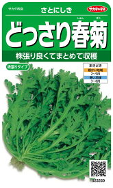 実咲野菜 シュンギク