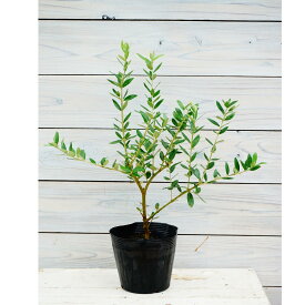 オリーブ 2年生苗 5寸 1株 寒さに強いオリーブ シンボルツリー