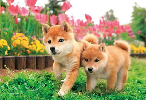 G|bN 300s[X WO\[pY /ybg  ɑ! (26×38cm) 25-184 ̂t wt _t EPOCH