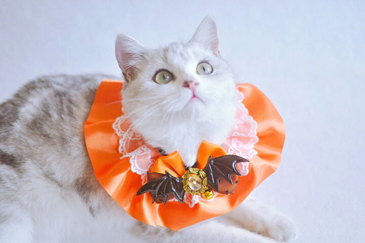 楽天市場】ハロウィン ハロウィーン シュシュ 2色 首輪 ワンちゃん 