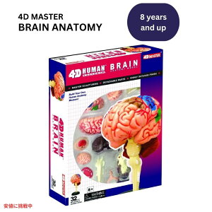 lԂ̔] U͌^ Human Brain Anatomy Model