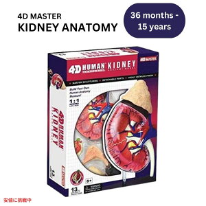 l U͌^ tfLbg Human Anatomy Model Kidney Kit