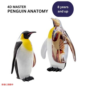 4DrW cyM U͌^ Uf 4D Vision Emperor Penguin Anatomy Model