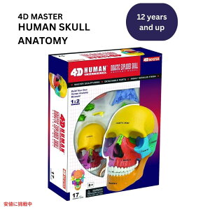 4DrW Uw _C_NeBbN U͌^ XJf 4D Anatomy Model Didactic Exploded Skull