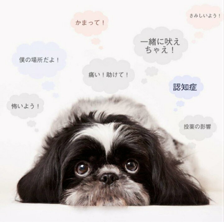 楽天市場 無駄吠え防止 犬 しつけ 超音波 無駄吠え 防止 吠え防止グッズ 躾 トレーニング グッズ ペット 音感センサー 自動感知 高周波数 無害 安心 しつけ補助 おしゃれ 犬無駄吠え防止 超音波 しつけ用 しつけグッズ 留守番 飛行機 雷 吠え噛み 犬の訓練 犬笛 日本語