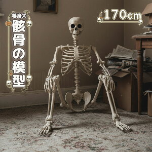 ガイコツ 模型」の人気商品一覧 | 安い商品を通販サイトから探す 