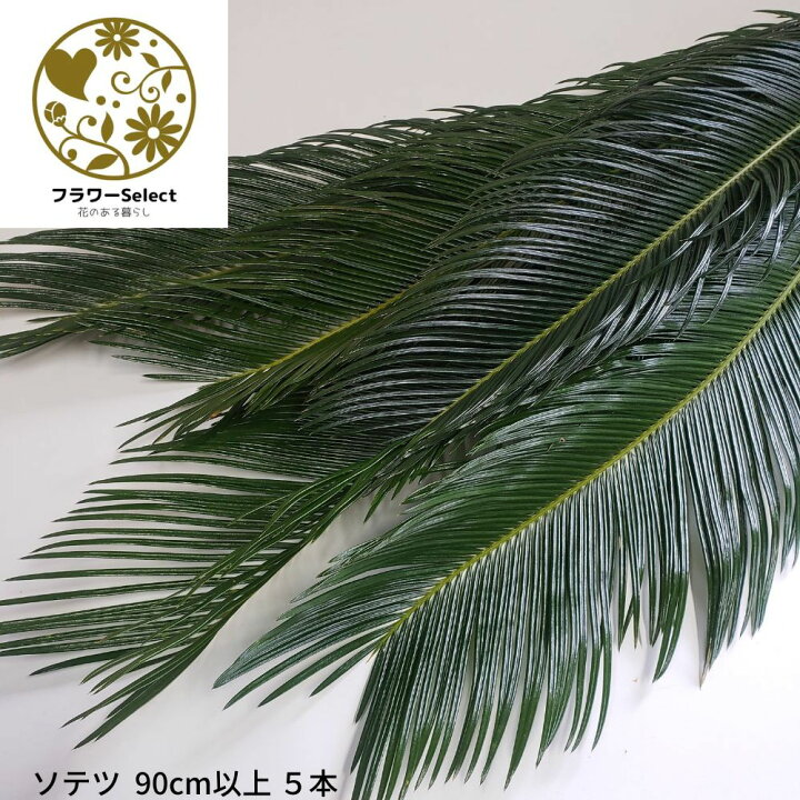楽天市場】ソテツ 90cm以上 5本 テッパ 生花 アレンジ お稽古 生け花 