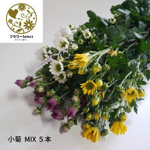 e MIX 5{   d @ @v  ʖ  Ԃ a  ͂ ni