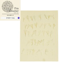 押し花 矢車草ペタル ホワイト 1袋（40輪） 197-2017-色草花を乾燥させ押し花に加工したものです。 ハンドメイド素材 ハンドメイド デコ電 スマホケース 花 ドライ アクセサリーネイルアート等 ビタミンF