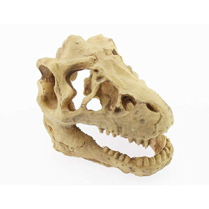 Olive-G ANAE   IuWF  W _Ci\[