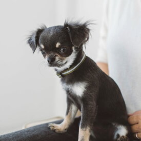 1000円ぽっきり　送料無料【子犬 首輪 革】犬　くびわ　幼犬 仔犬 皮 革　初めて　最初　慣らし　やわらかい　こいぬ　プレゼント　ギフト　いぬ　かわいい　おしゃれ　シンプル　パピー【送料無料】【ポイント20倍】リフレクティブパピーカラー＋フード2種セット