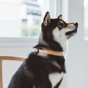 【犬 首輪】オリジナル ヌメ ソフト カラー L サイズ 犬の首輪 犬用 中型犬用 ヌメ革 首輪 Lサイズ いぬ くびわ 日本製 ペット ヌメ 皮 ヌメ シンプル おしゃれ かわい