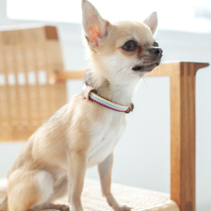 楽天市場 1000円ぽっきり 1000円ポッキリ お試し ポスト投函 送料無料 子犬 首輪 革 犬 くびわ 幼犬 仔犬 皮 革 初めて 最初 慣らし 買い回り プレゼント ギフト いぬ かわいい おしゃれ シンプル 送料無料 ポイント倍 パピーカラー フード2種セット フリー 楽天市場 1000円ぽっきり 1000円ポッキリ お試し ポスト投函 送料無料 子犬 首輪 革 犬 くびわ 幼犬 仔犬 皮 革 初めて 最初 慣らし 買い回り プレゼント ギフト いぬ かわいい おしゃれ シンプル 送料無料 ポイント倍 パピーカラー フード2種セット フリー