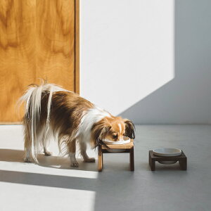 MESHIDAI GOHAN HEIGHT SS@VO REPLUSvX@V_C@Sn@nCg@@hbO@t[h{E@foodbowl@dog@@@ؐ