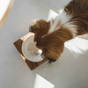 MESHIDAI GOHAN HEIGHT S@VO REPLUSvX@V_C@Sn@nCg@@hbO@t[h{E@foodbowl@dog@@@ؐ