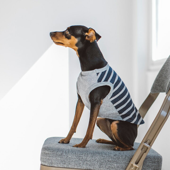 楽天市場】【犬 服】【ドッグウェア】ボーダーカットソー SS / S / M犬 