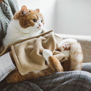 【猫 タオル】お風呂 ペット 吸水 キャット ペットタオル ペット用 速乾 猫 猫用 ドライ シャンプー リンスグルーミング ミトン タオル