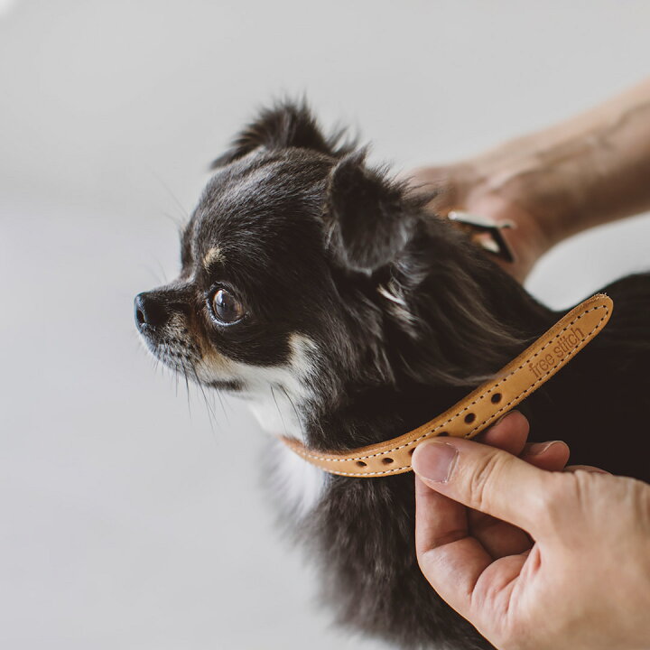 楽天市場 犬 首輪 オリジナル ヌメ カラー S サイズ犬 首輪 おしゃれ 革 かわいい 小型犬 犬首輪 犬の首輪 いぬ くびわ レザー シンプル ベーシック 首輪 日本製 ペット ヌメ 皮 シンプル おしゃれ 小型犬 チワワ トイプードル マルプー フリーステッチ