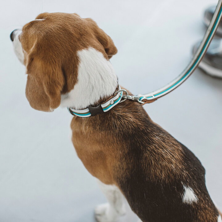 楽天市場 犬 首輪 小型犬用 サニーストライプカラー M 犬用 革 くびわ 皮 フリーステッチ