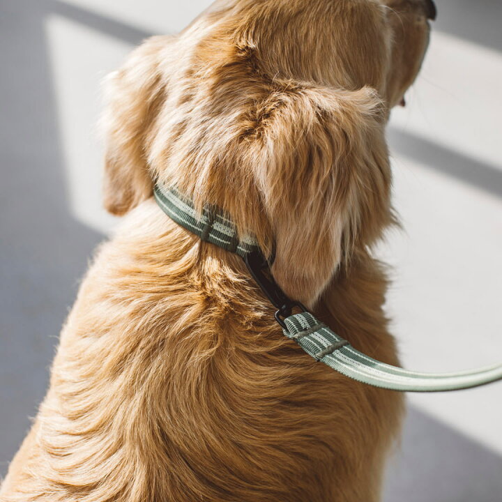 楽天市場 犬 首輪 アンチオドール コンフォートカラー Ll サイズ 小型犬犬 首輪 犬首輪 小型犬 中型犬用 シンプルベーシック 犬の首輪 いぬ くびわ フリーステッチ