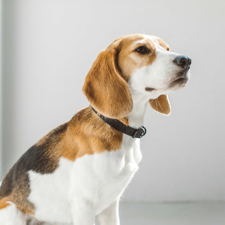 楽天市場 犬 首輪 オイルレザー ブレイド カラー M サイズ犬 首輪 おしゃれ 革 小型犬 中型犬 パピー かわいい カラー いぬ くびわ 柴犬 ベーシック フリーステッチ
