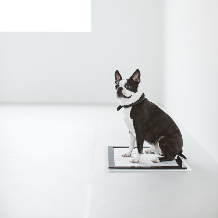 楽天市場】【犬 トイレ】トイレ おしゃれ 犬 ドッグ トイレトレイ 