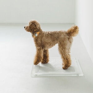 犬 トイレ トレー トレーニングペットトレー レギュラー いぬ 水洗い 犬 小型犬 中型犬 日本産 トイレトレー 室内トイレおすすめ ランキング 人気 ロングセラー トレー おしゃれ パピー 犬