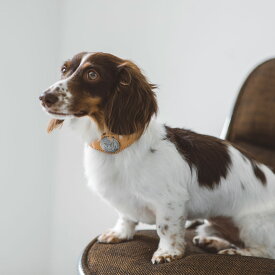 【犬 革 首輪】オリジナル ヌメ コンチョ カラー M犬用　犬　イヌ　いぬ　ドッグ　カラー　首輪　くびわ　ヌメ革　ヌメ　革　皮　おしゃれ　シンプル　レザー　日本製　日本　シュナウザー　タグ　トイプードル　かわいい　柔らかい　コンチョ