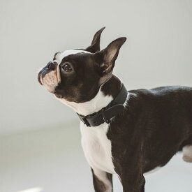 【犬 首輪】オイルレザー ブレイド カラー L サイズ犬　首輪　おしゃれ　革　小型犬　中型犬　パピー　かわいい　カラー　いぬ　くびわ　柴犬　ベーシック