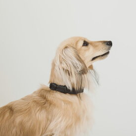 【犬 首輪】オイルレザー ブレイド カラー S サイズ小型犬　中型犬　犬　首輪　おしゃれ　革　超小型犬　小型犬　パピー　かわいい　カラー　いぬ　くびわ　柴犬　ベーシック