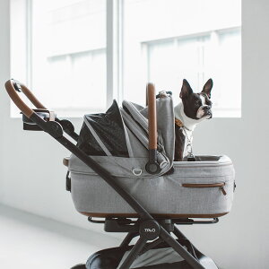 y@J[gzTAVO Maeve Cu { Roscoe XR[ { x[X 6RE6X@hbO@V[g@ybg@ԁ@@Vv@ځ@^{@@ʁ@S@p@ł@L@˂@Lb