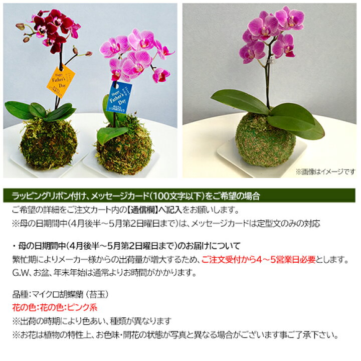 楽天市場 苔玉マイクロ胡蝶蘭 送料無料 内祝い 誕生日 プレゼント お返し 母の日 父の日 景品ゲットクラブ楽天市場店