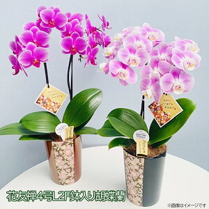 母の日 花 送料無料の人気商品 通販 価格比較 価格 Com 母の日 花 送料無料の人気商品 通販 価格比較 価格 Com
