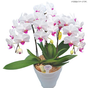 ~fBӒ@63F[ j a v[g Ԃ ̓ ̓]