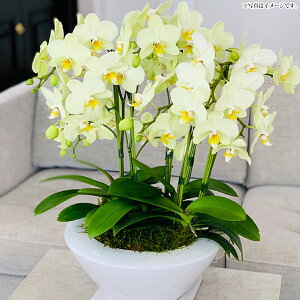 ~fBӒ@85F[ j a v[g Ԃ ̓ ̓]