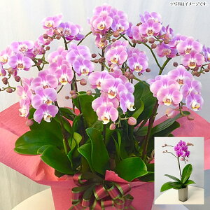 Ӓ̃VFAI[Lbh1010F[ j a v[g Ԃ ̓ ̓]