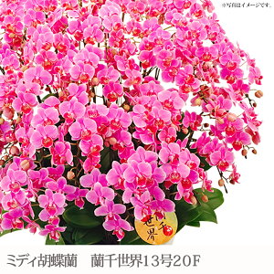 ~fBӒ@琢E1320F[ j a v[g Ԃ ̓ ̓]