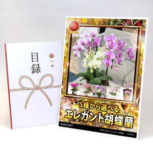 YN ii rS iiZbg y|Cg3{z yژ^ A3plt 5킩Iׂ GKgӒz  ii 񎟉 StRy