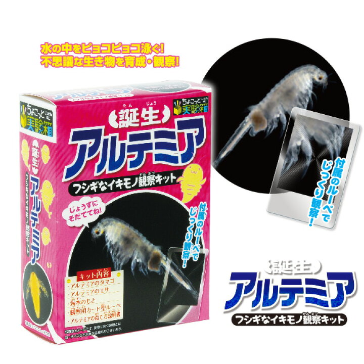 楽天市場 縁日 景品 誕生アルテミア 不思議な生き物観察キット 縁日セット 夏祭り 景品 夏祭り おもちゃ シーモンキー 景品ゲットクラブ楽天市場店