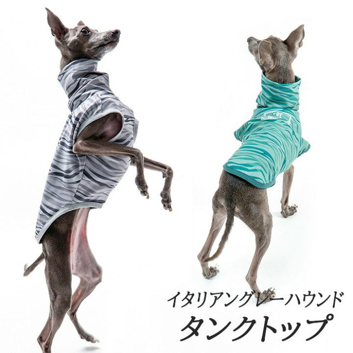 楽天市場】【新作登場】イタリアングレーハウンド ミニピン 服 夏服 