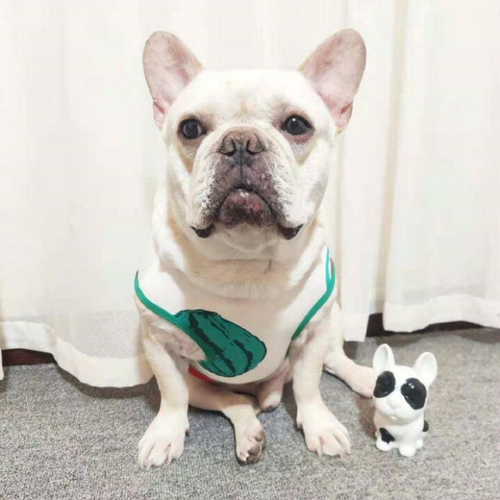 楽天市場 １周年記念マスクおまけ付き 犬 春 夏服 中型犬 フレンチブルドッグ フレブル スイカ 夏 グリーン 白 ホワイト 爽やか 薄手 タンクトップ 犬 服 ドッグウェア 小型犬 柄 ペット服 Km373t French French