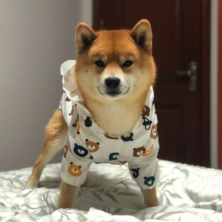 楽天市場 送料無料 犬 レインコート 中型犬 小型犬 クマ フレンチブルドッグ パグ 柴犬 雨 散歩 グッズ 防水ジャケット 服 ドッグウェア クマモン カッパ 梅雨 パーカー 耳付 フレブル 柴犬 犬用 雨対策 Km173jk French French