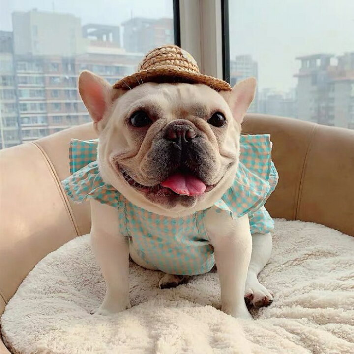 楽天市場 フレンチブルドッグ 服 フリフリ タンクトップ キャミソール 女の子 チェック柄 犬 パピー春 夏 小型犬 中型犬 かわいい オシャレ トイプードル チワワ 柴犬 ダックス ポメラニアン ヨーキー Km273t French French